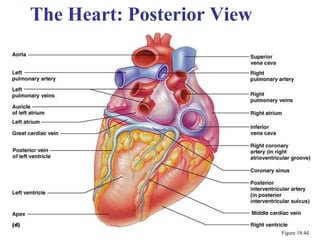 10
The Heart: Posterior View
Figure 18.4d
 