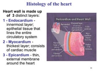 11
Histology of the heart
Heart wall is made up
of 3 distinct layers:
1 - Endocardium -
innermost layer;
epithelial tissue that
lines the entire
circulatory system
2 - Myocardium -
thickest layer; consists
of cardiac muscle
3 - Epicardium - thin,
external membrane
around the heart
 