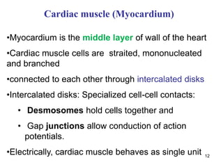 12
Cardiac muscle (Myocardium)
•Myocardium is the middle layer of wall of the heart
•Cardiac muscle cells are straited, mononucleated
and branched
•connected to each other through intercalated disks
•Intercalated disks: Specialized cell-cell contacts:
• Desmosomes hold cells together and
• Gap junctions allow conduction of action
potentials.
•Electrically, cardiac muscle behaves as single unit
 