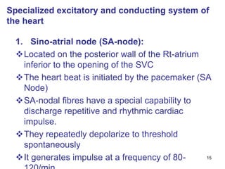 15
Specialized excitatory and conducting system of
the heart
1. Sino-atrial node (SA-node):
Located on the posterior wall of the Rt-atrium
inferior to the opening of the SVC
The heart beat is initiated by the pacemaker (SA
Node)
SA-nodal fibres have a special capability to
discharge repetitive and rhythmic cardiac
impulse.
They repeatedly depolarize to threshold
spontaneously
It generates impulse at a frequency of 80-
 