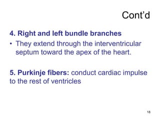 Cont’d
4. Right and left bundle branches
• They extend through the interventricular
septum toward the apex of the heart.
5. Purkinje fibers: conduct cardiac impulse
to the rest of ventricles
18
 