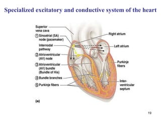 19
Specialized excitatory and conductive system of the heart
 