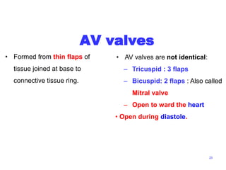 AV valves
• Formed from thin flaps of
tissue joined at base to
connective tissue ring.
23
• AV valves are not identical:
– Tricuspid : 3 flaps
– Bicuspid: 2 flaps : Also called
Mitral valve
– Open to ward the heart
• Open during diastole.
 