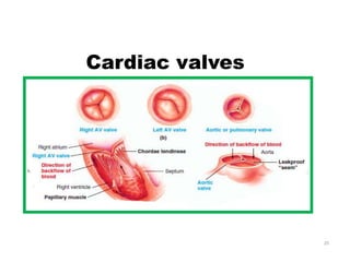 25
Cardiac valves
 