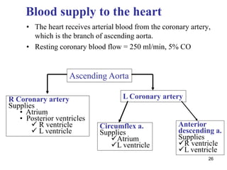 26
Blood supply to the heart
• The heart receives arterial blood from the coronary artery,
which is the branch of ascending aorta.
• Resting coronary blood flow = 250 ml/min, 5% CO
Ascending Aorta
L Coronary artery
R Coronary artery
Supplies
• Atrium
• Posterior ventricles
 R ventricle
 L ventricle
Circumflex a.
Supplies
Atrium
L ventricle
Anterior
descending a.
Supplies
R ventricle
L ventricle
 