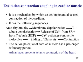 29
Excitation-contraction coupling in cardiac muscle
• It is a mechanism by which an action potential causes
contraction of myocardium.
• It has the following sequences
Auto-rhythmicity Membrane depolarization T-
tubule depolarization Release of Ca2+ from SR +
from T-tubule (ECF) Ca2+ activates contractile
molecules Sliding of filaments Contraction
• The action potential of cardiac muscle has a prolonged
refractory period.
Advantage: prevents tetanic contraction of the heart
 