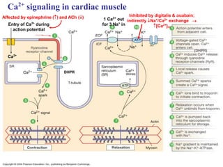30
Ca2+
signaling in cardiac muscle
DHPR
(DHPR)
Ca2+
Entry of Ca2+
during
action potential
1 Ca2+
out
for 3 Na+
in
Inhibited by digitalis & ouabain;
indirectly Na+
/Ca2+
exchange 
[Ca2+
]in
Affected by epinephrine () and ACh ()
 
