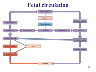 Fetal circulation
38
 