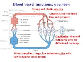 Blood vessel functions: overview
Strong and elastic arteries
Arterioles control blood
flow and pressure
Capillaries: thin and
with large area for
diffusional exchange
Veins: compliant, large, low resistance veins with
valves assures blood return
 
