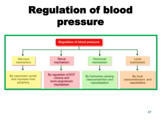 Regulation of blood
pressure
47
 