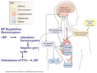 BP Regulation:
Baroreceptors
↑BP stimulates
baroreceptors
Impulse goes
to MO
Stimulation of PNS ↓BP
 