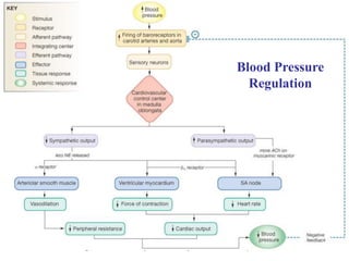 Regulation of Blood Pressure
Figure 15-22: The baroreceptor reflex: the response to increased blood pressure
Blood Pressure
Regulation
 