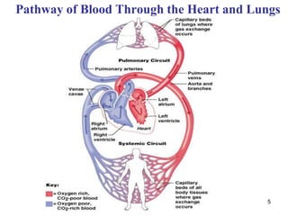5
Pathway of Blood Through the Heart and Lungs
 