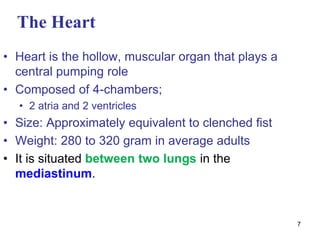 7
The Heart
• Heart is the hollow, muscular organ that plays a
central pumping role
• Composed of 4-chambers;
• 2 atria and 2 ventricles
• Size: Approximately equivalent to clenched fist
• Weight: 280 to 320 gram in average adults
• It is situated between two lungs in the
mediastinum.
 