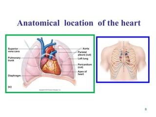 Anatomical location of the heart
8
 