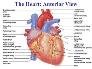 9
The Heart: Anterior View
 