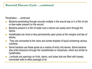 Bacterial Disease–Cycle …continued
Growth and reproduction of the pathogen (colonization)… continued
 Bacteria reproduce ...