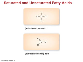 Saturated and Unsaturated Fatty Acids
© 2018 Pearson Education, Inc.
 