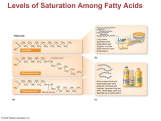 Levels of Saturation Among Fatty Acids
© 2018 Pearson Education, Inc.
 