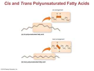 Cis and Trans Polyunsaturated Fatty Acids
© 2018 Pearson Education, Inc.
 