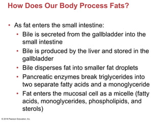 How Does Our Body Process Fats?
• As fat enters the small intestine:
• Bile is secreted from the gallbladder into the
small intestine
• Bile is produced by the liver and stored in the
gallbladder
• Bile disperses fat into smaller fat droplets
• Pancreatic enzymes break triglycerides into
two separate fatty acids and a monoglyceride
• Fat enters the mucosal cell as a micelle (fatty
acids, monoglycerides, phospholipids, and
sterols)
© 2018 Pearson Education, Inc.
 