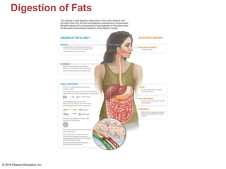 Digestion of Fats
© 2018 Pearson Education, Inc.
 