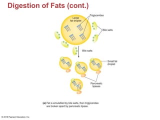 Digestion of Fats (cont.)
© 2018 Pearson Education, Inc.
 