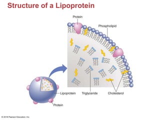 Structure of a Lipoprotein
© 2018 Pearson Education, Inc.
 