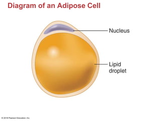 Diagram of an Adipose Cell
© 2018 Pearson Education, Inc.
 