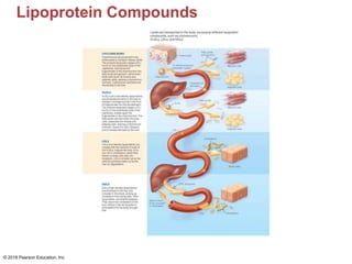 Lipoprotein Compounds
© 2018 Pearson Education, Inc.
 