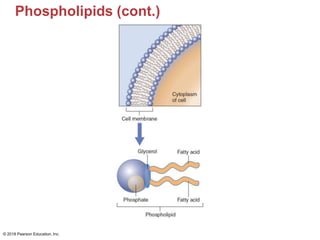 Phospholipids (cont.)
© 2018 Pearson Education, Inc.
 