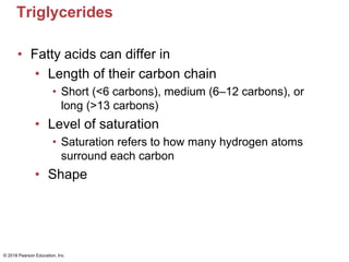 Triglycerides
• Fatty acids can differ in
• Length of their carbon chain
• Short (<6 carbons), medium (6–12 carbons), or
long (>13 carbons)
• Level of saturation
• Saturation refers to how many hydrogen atoms
surround each carbon
• Shape
© 2018 Pearson Education, Inc.
 