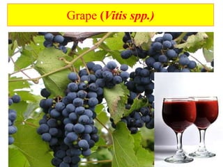 Grape (Vitis spp.)
 