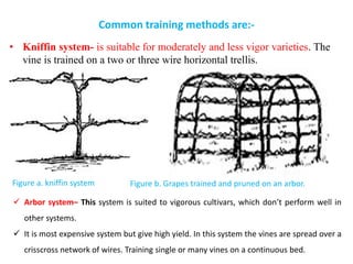 Comprehensive Guide to Grape (Vitis vinifera) Production and Management ...