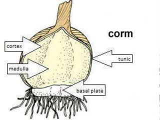 Corms are upright underground
fleshy stems covered by leaves reduced
to dry, covering scales.
♠ Corms
 