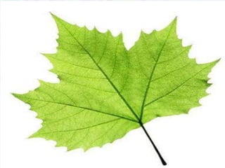 ♠ LEAF
Leaf is a flattened, green, lateral
appendage that carries out the function
of photosynthesis and transpiration. It is
also responsible for taking in CO2 and
releasing O and water vapour.
CHLOROPHYLL is responsible for the
leaf’s green colour.
 