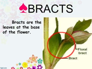 ♠BRACTS
Bracts are the
leaves at the base
of the flower.
 