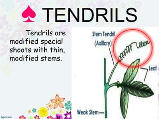 Tendrils are
modified special
shoots with thin,
modified stems.
♠ TENDRILS
 