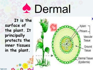 It is the
surface of
the plant. It
principally
protects the
inner tissues
in the plant.
♠ Dermal
 