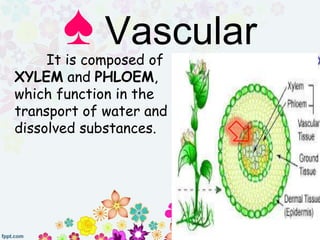 It is composed of
XYLEM and PHLOEM,
which function in the
transport of water and
dissolved substances.
♠ Vascular
 