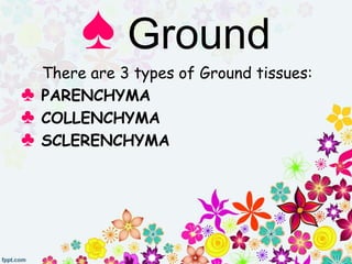 There are 3 types of Ground tissues:
♣ PARENCHYMA
♣ COLLENCHYMA
♣ SCLERENCHYMA
♠ Ground
 