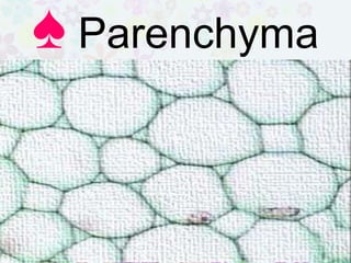 Parenchyma is located throughout
the plant. It has a spherical shape. It
is assigned for ,
, and
.
♠ Parenchyma
 