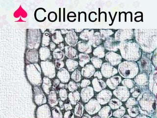 Collenchyma is located beneath the
epidermis in young stem and in leaf
veins. It has elongated cells with
unevenly thickened cell wall. Its
function is to the flexible support
system.
♠ Collenchyma
 