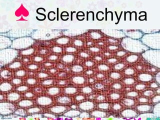 Sclerenchyma is located in the
fibers in woods, bark, leaves, and
stems. Its assigned or the structural
support.
♠ Sclerenchyma
 