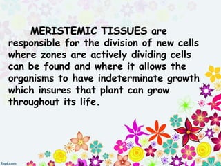 are
responsible for the division of new cells
where zones are actively dividing cells
can be found and where it allows the
organisms to have indeterminate growth
which insures that plant can grow
throughout its life.
 