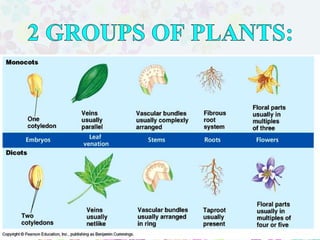 ♠ MONOCOT
♠ DICOT
 