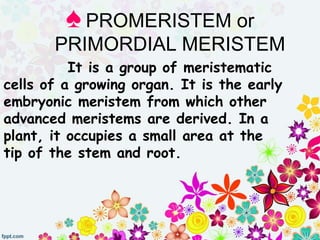 It is a group of meristematic
cells of a growing organ. It is the early
embryonic meristem from which other
advanced meristems are derived. In a
plant, it occupies a small area at the
tip of the stem and root.
♠ PROMERISTEM or
PRIMORDIAL MERISTEM
 