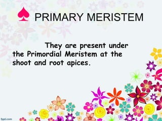 They are present under
the Primordial Meristem at the
shoot and root apices.
♠ PRIMARY MERISTEM
 