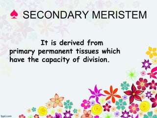 It is derived from
primary permanent tissues which
have the capacity of division.
♠ SECONDARY MERISTEM
 