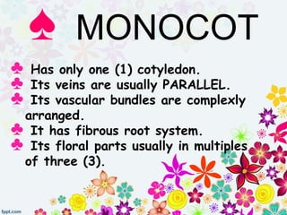 ♠ MONOCOT
♣ Has only one (1) cotyledon.
♣ Its veins are usually PARALLEL.
♣ Its vascular bundles are complexly
arranged.
♣ It has fibrous root system.
♣ Its floral parts usually in multiples
of three (3).
 